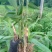 芦苇苗芦苇根苗水生植物净化污水水质池塘绿化岸