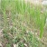 芦苇苗芦苇根苗水生植物净化污水水质池塘绿化岸