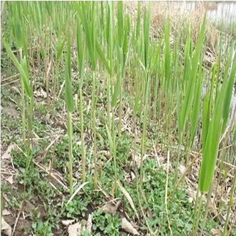 芦苇苗芦苇根苗水生植物净化污水水质池塘绿化岸