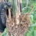 芦苇苗芦苇根苗水生植物净化污水水质池塘绿化岸