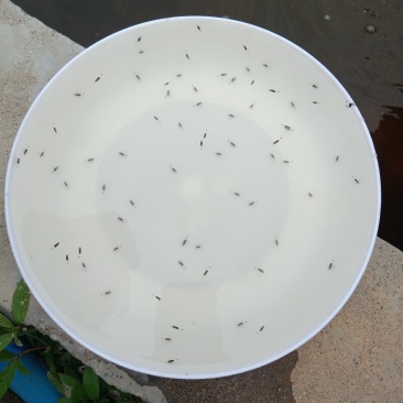 鳜鱼苗新苗大量孵化,规格有水花,开口苗,公分苗包邮