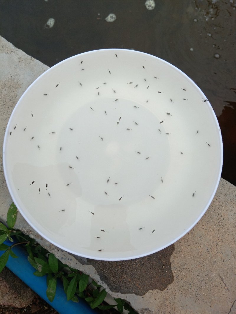 鳜鱼苗新苗大量孵化，规格有水花，开口苗，公分苗包邮