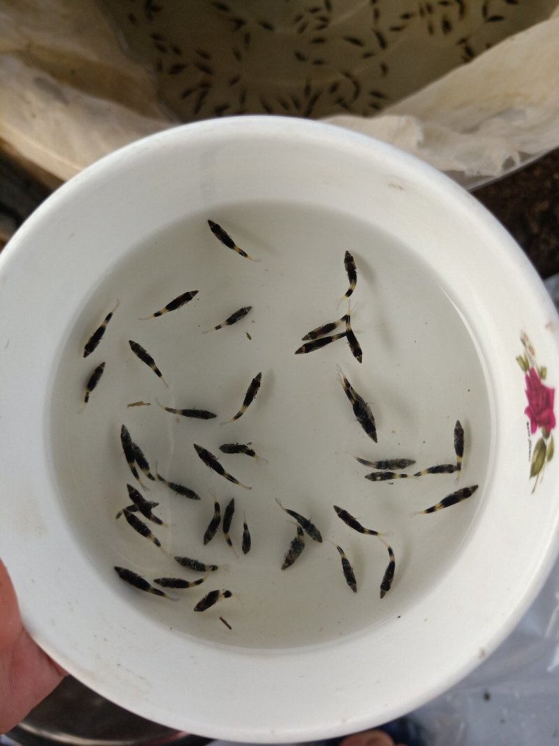 鳜鱼苗新苗大量孵化，规格有水花，开口苗，公分苗包邮