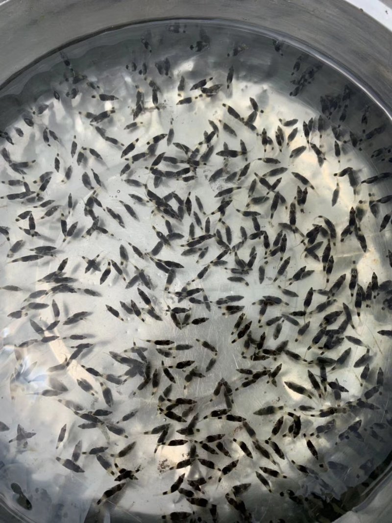 鳜鱼苗新苗大量孵化，规格有水花，开口苗，公分苗包邮