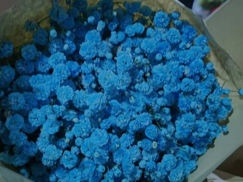 康乃馨多头康勿忘我彩色满天星情人草水晶花