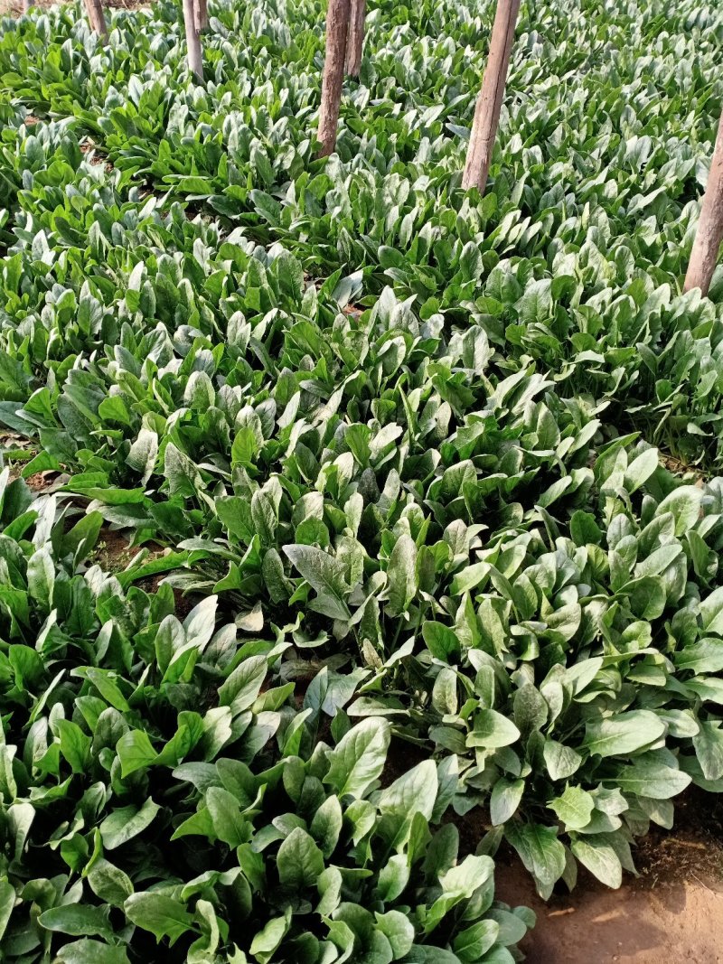 唐山大叶菠菜，叶菜菠菜色亮叶厚，物美价廉欢迎进店选购