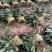 唐山大叶菠菜，叶菜菠菜色亮叶厚，物美价廉欢迎进店选购