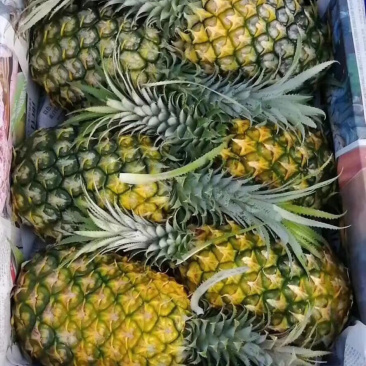 徐闻菠萝