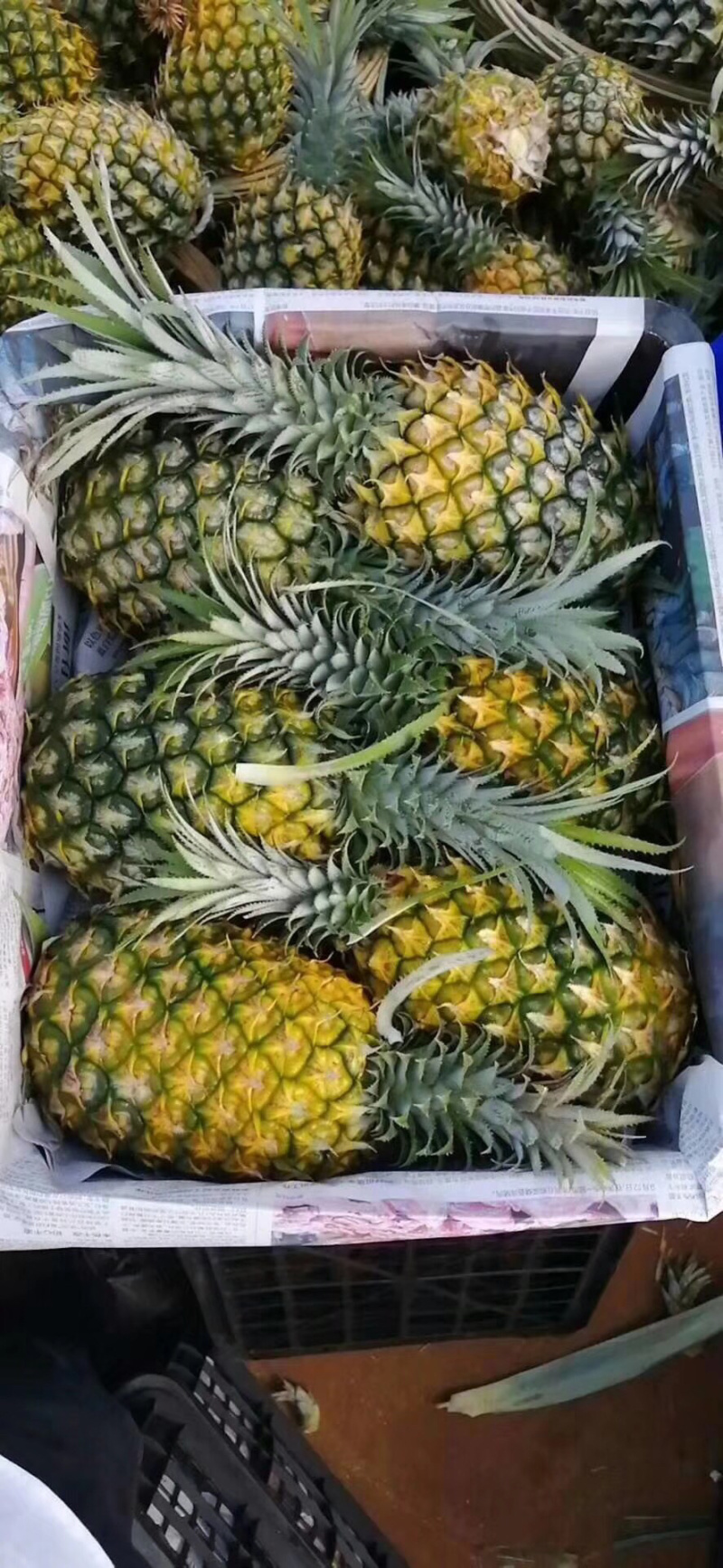 徐闻菠萝