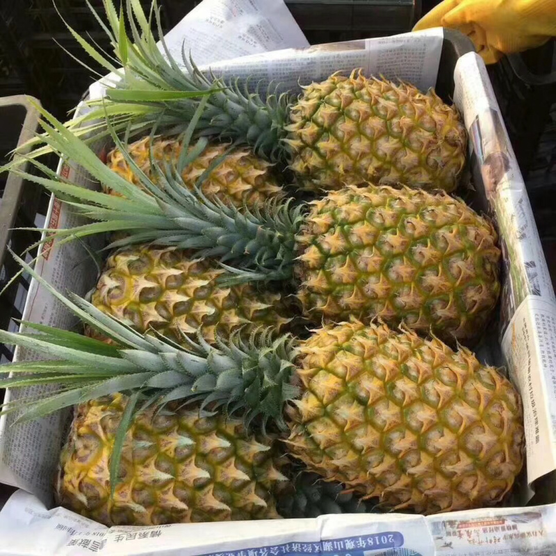 徐闻菠萝