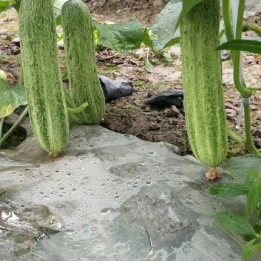 黄瓜燕白黄瓜四川本地燕青小黄瓜量大一手货源