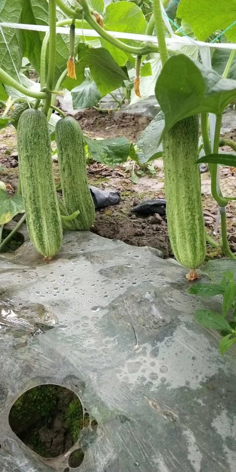 燕白小黄瓜四川燕青黄瓜自有基地大量供应