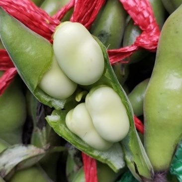胡豆蚕豆兰花豆四川胡豆大量上市中胡豆