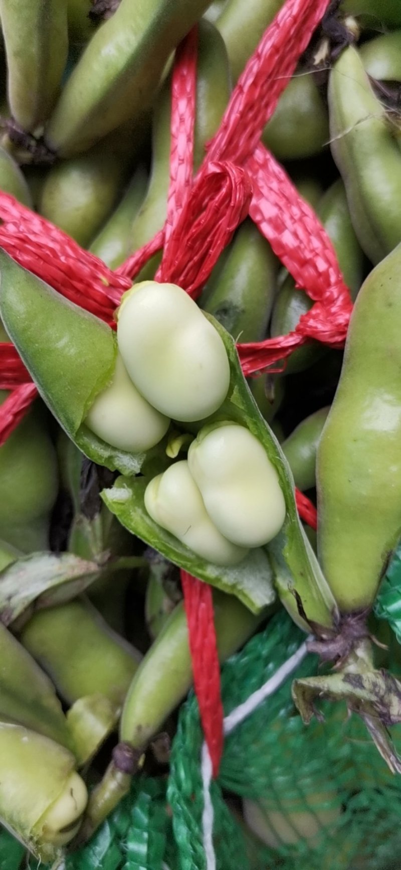 胡豆蚕豆兰花豆四川胡豆大量上市中胡豆