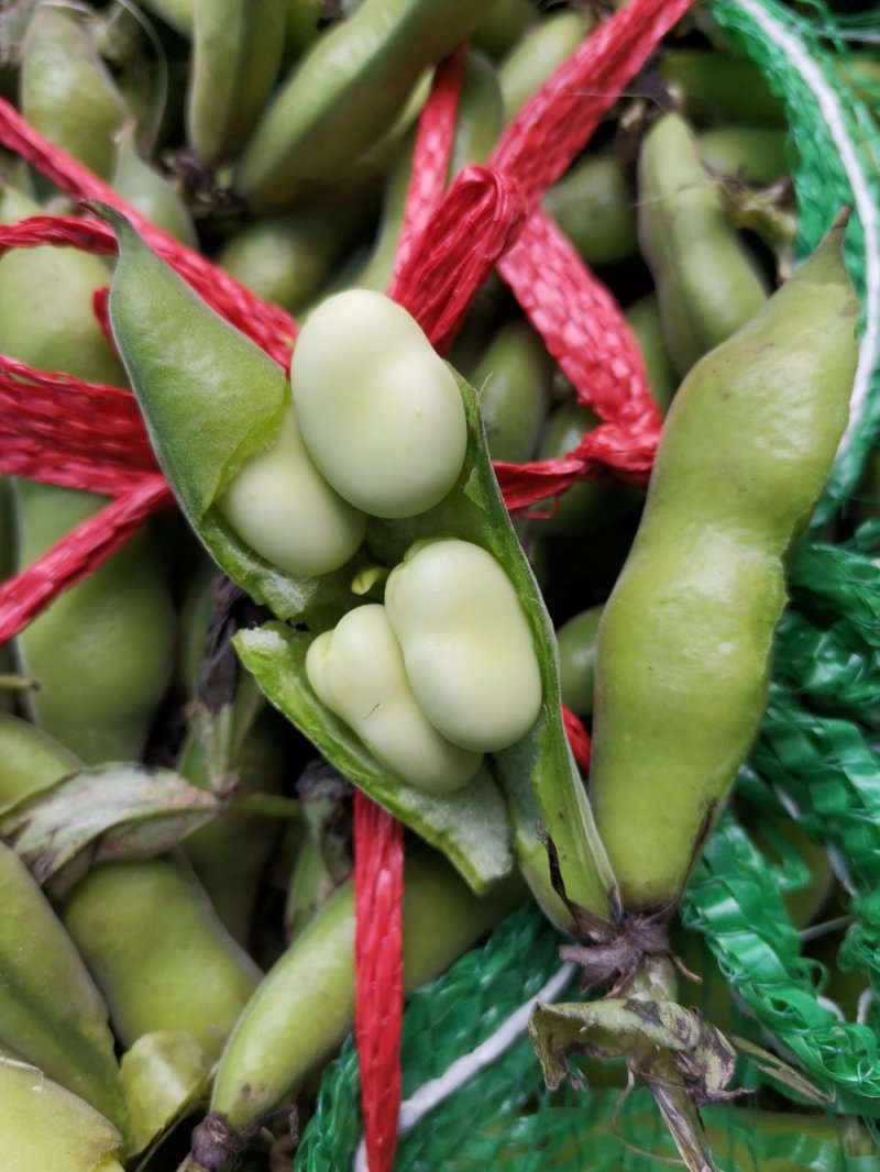 胡豆蚕豆兰花豆四川胡豆大量上市中胡豆