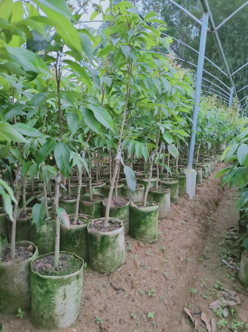 无核荔枝苗，可视频看苗，支付线上交易产地直销
