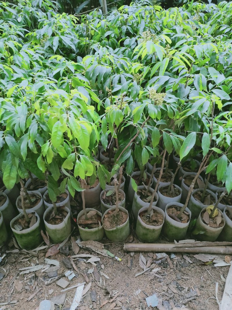 无核荔枝苗30~50cm