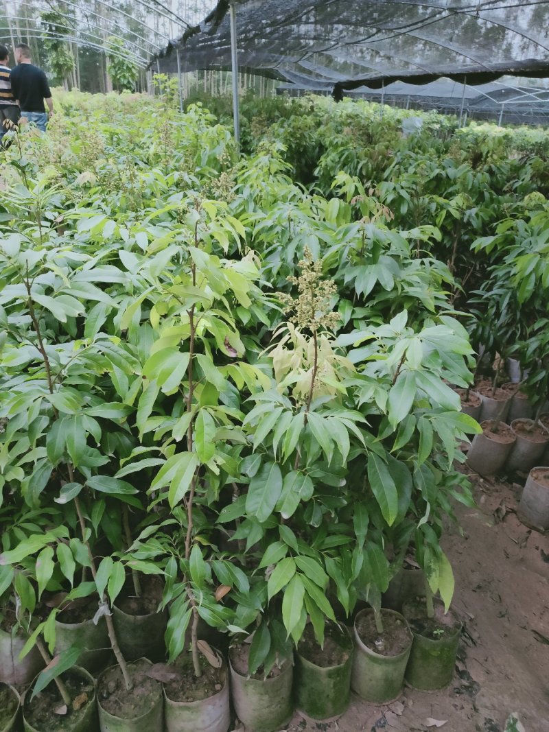 无核荔枝苗30~50cm