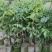 无核荔枝苗30~50cm