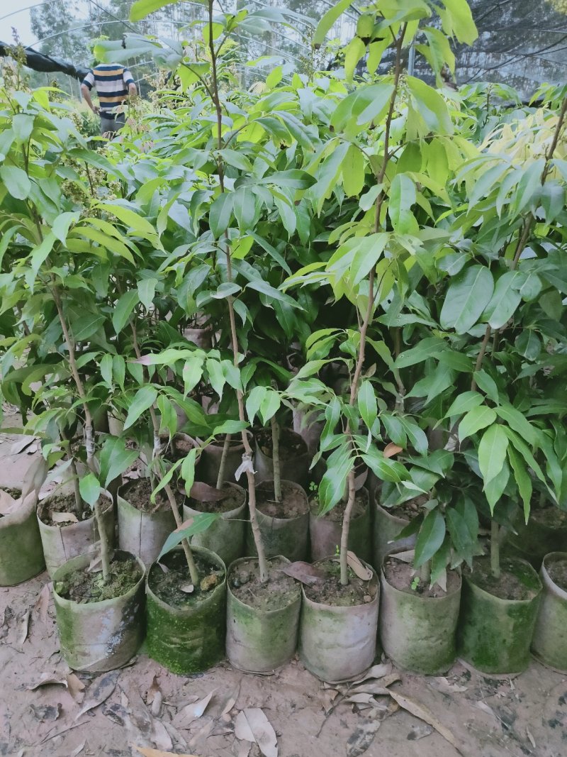 无核荔枝苗30~50cm