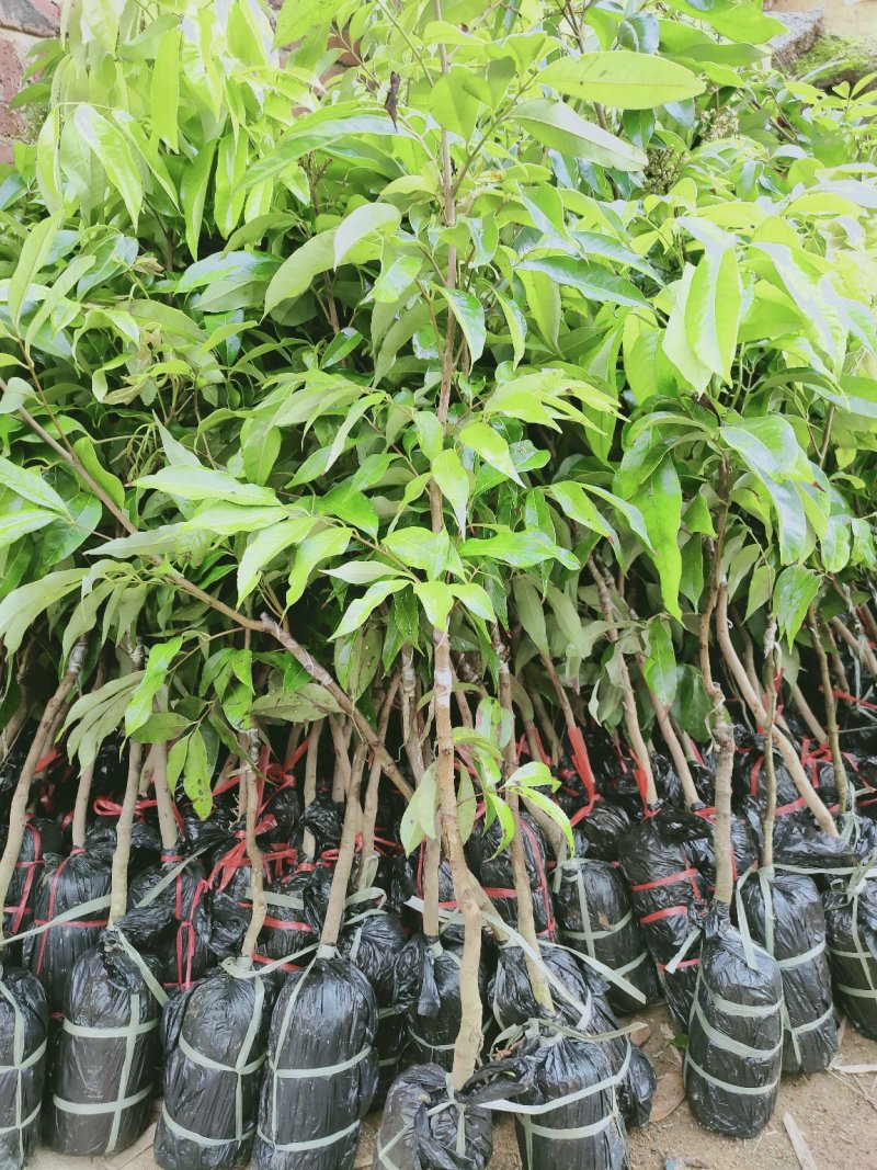 无核荔枝苗30~50cm