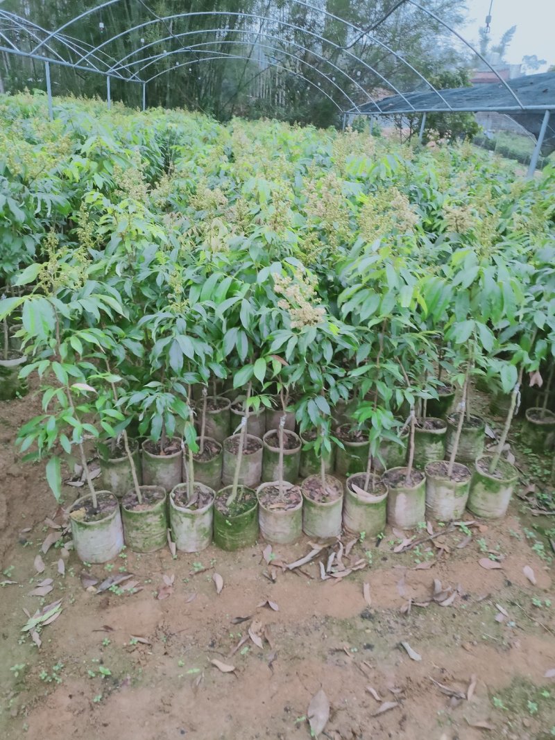 无核荔枝苗30~50cm