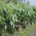 无核荔枝苗30~50cm