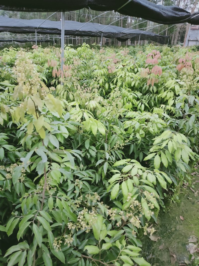 无核荔枝苗30~50cm