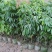 无核荔枝苗30~50cm