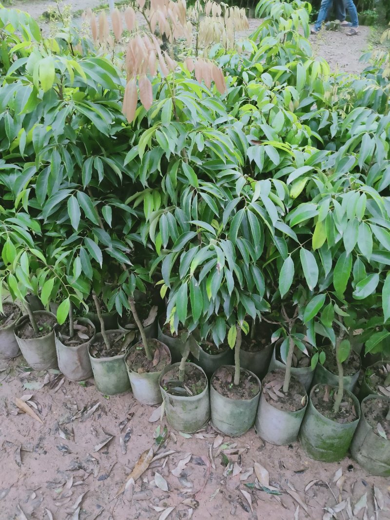 无核荔枝苗30~50cm