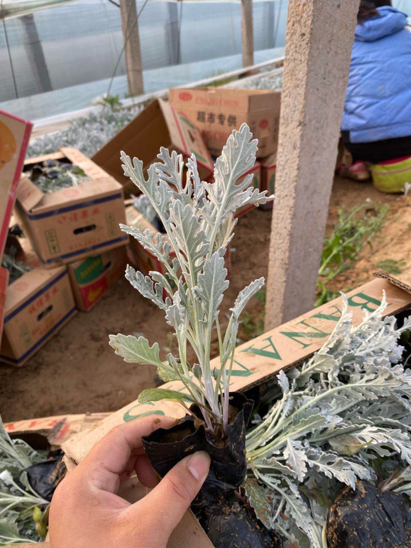 精品银叶菊、绿化用一手货源，高品质产地直销银叶菊