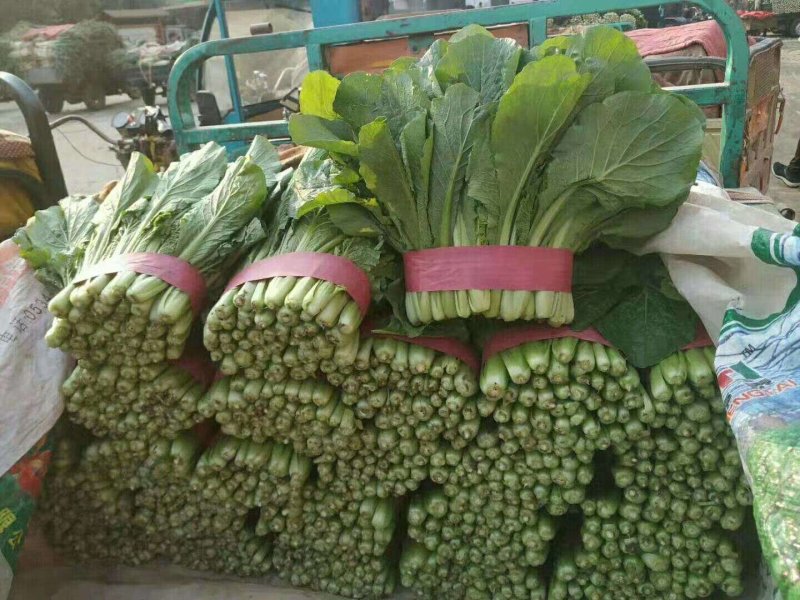 河北小白菜，大量上市，价格便宜，可以视频看货