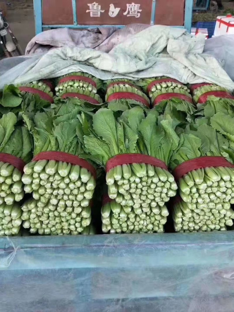 河北小白菜，大量上市，价格便宜，可以视频看货