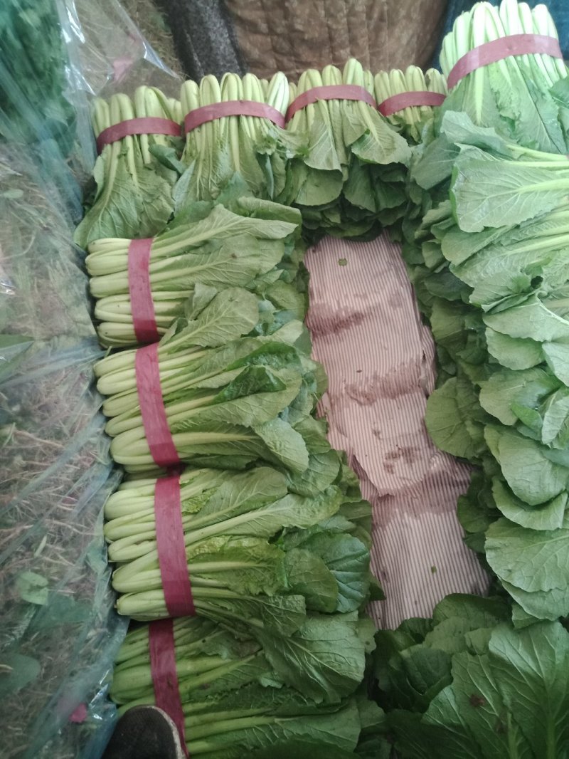 河北小白菜，大量上市，价格便宜，可以视频看货