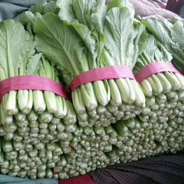 河北小白菜，大量上市，价格便宜，可以视频看货