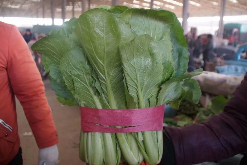 河北小白菜，大量上市，价格便宜，可以视频看货