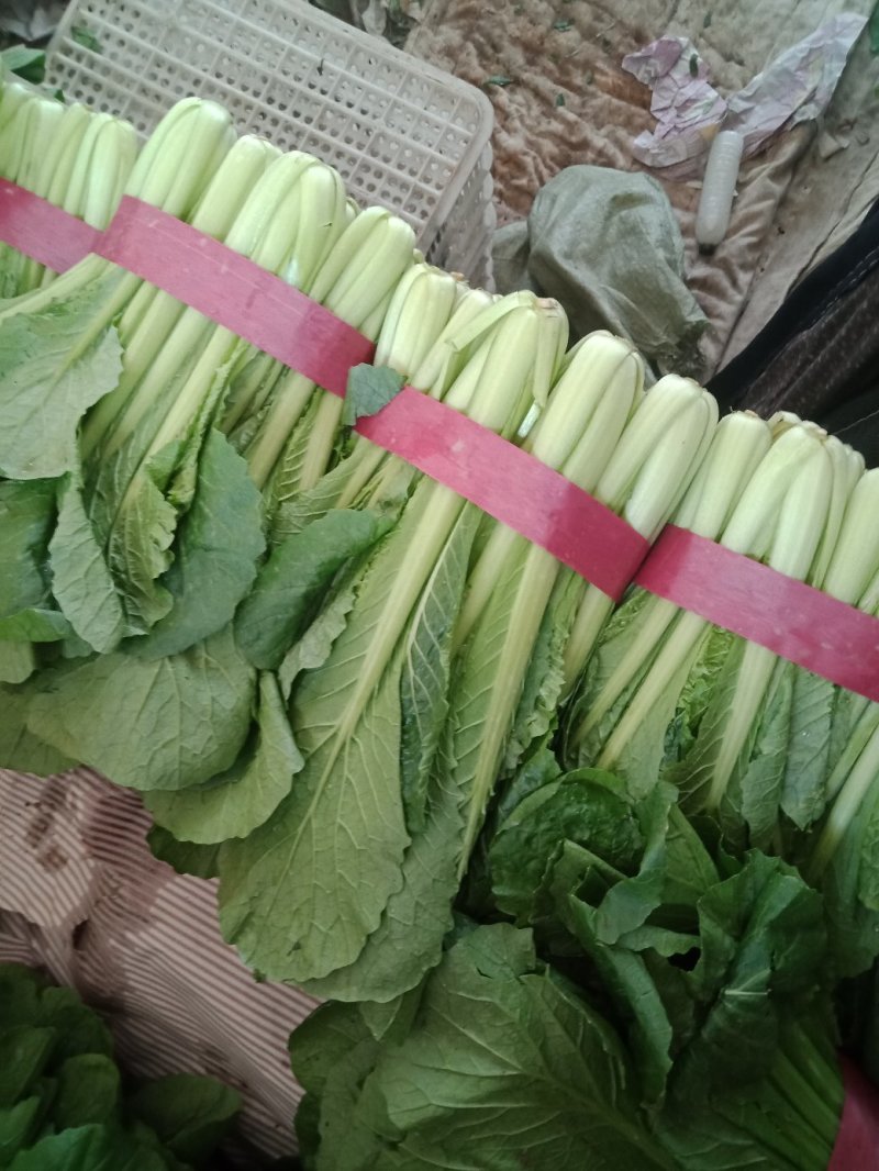 河北小白菜，大量上市，价格便宜，可以视频看货