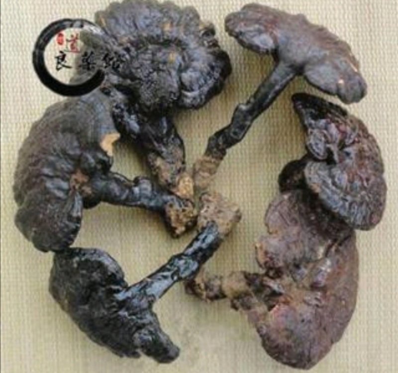 灵芝野生紫芝野生灵芝海南产县，道地药材产地直供，原始