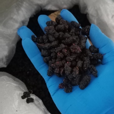 黑桑葚干一手货源，产地直销！大货批发价优