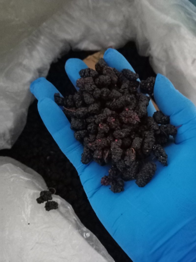 黑桑葚干一手货源，产地直销！大货批发价优