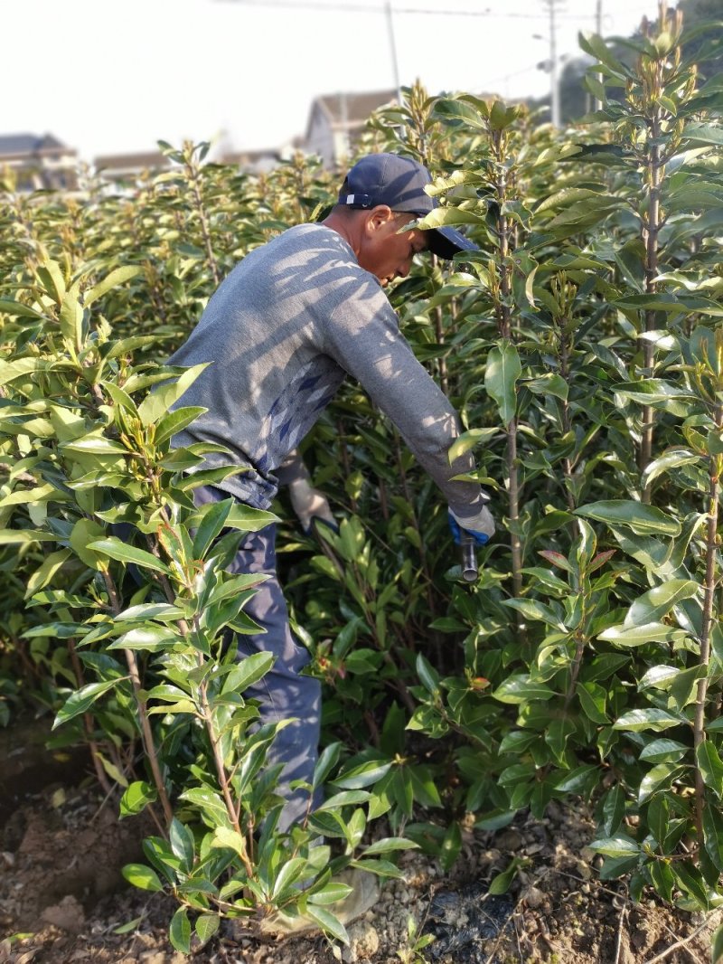 青珊瑚浙江宁波产地直发农户自销货量充足规格大小齐全