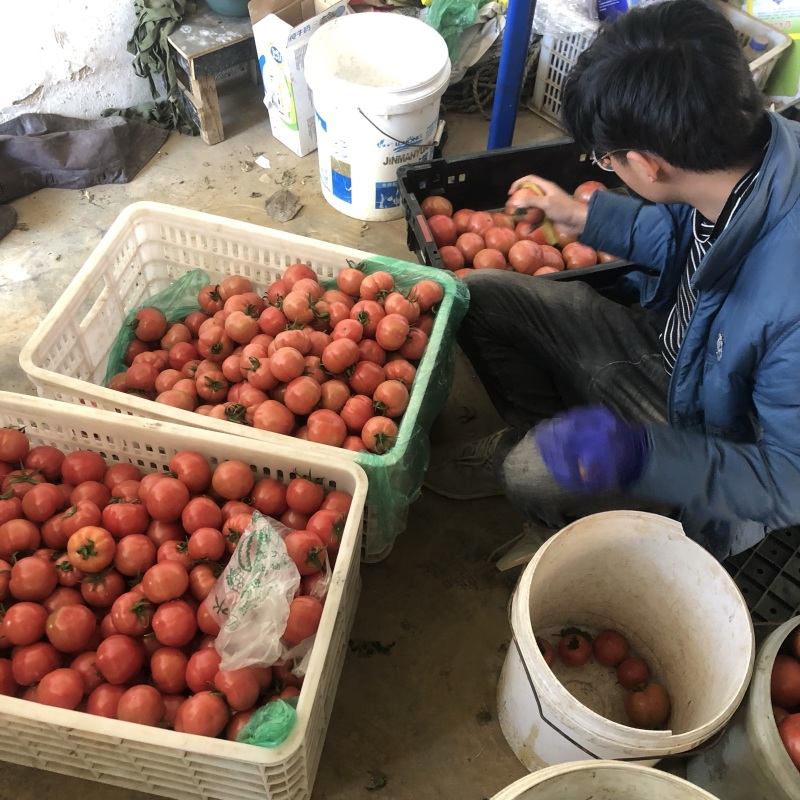山东烟台海阳普罗旺斯西红柿支持一件代发落地配