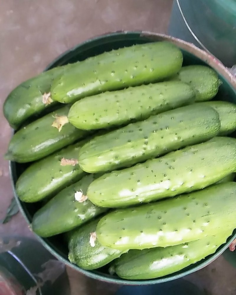 焊黄瓜马上大量上市