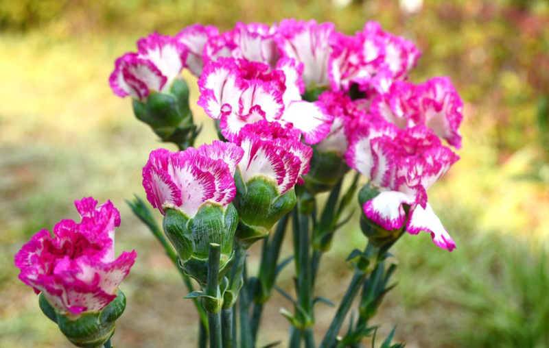 【顺丰包邮‼️‼️支持一件代发】新鲜猴头菇2斤装包邮