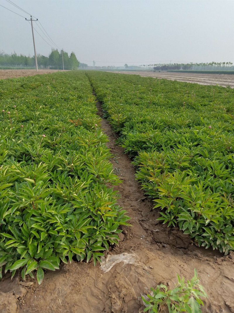 多花芍药2cm以下0.5米以下