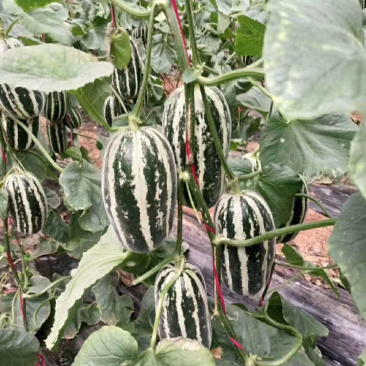 河北衡水饶阳博洋久博洋61口感不错大量上市