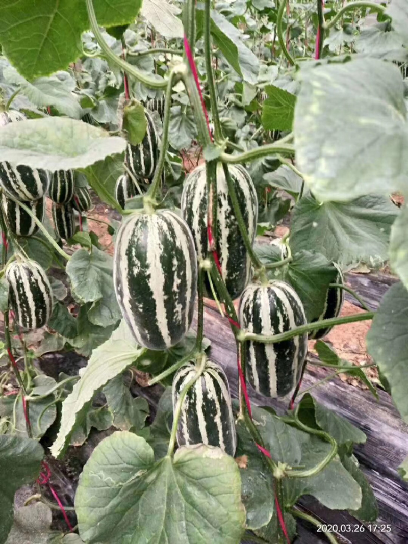 河北衡水饶阳博洋久博洋61口感不错大量上市