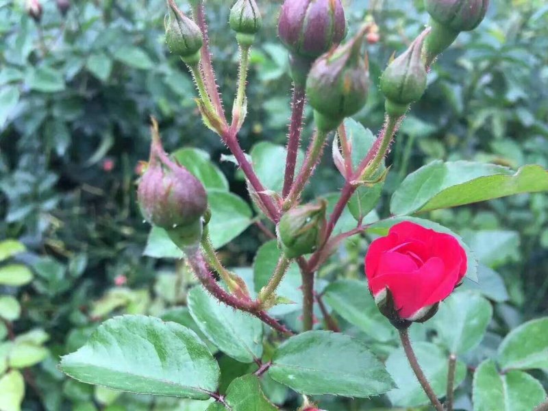 食用玫瑰苗开花带香味开多季花产量大花期长