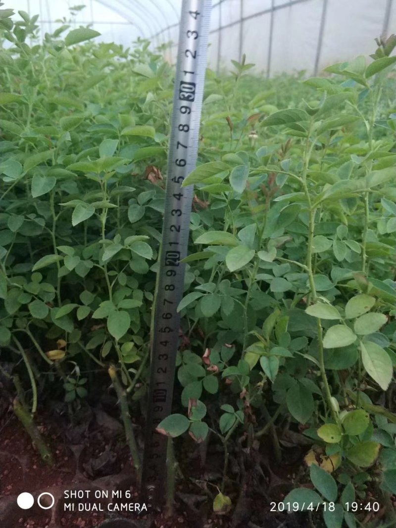 食用玫瑰苗开花带香味开多季花产量大花期长