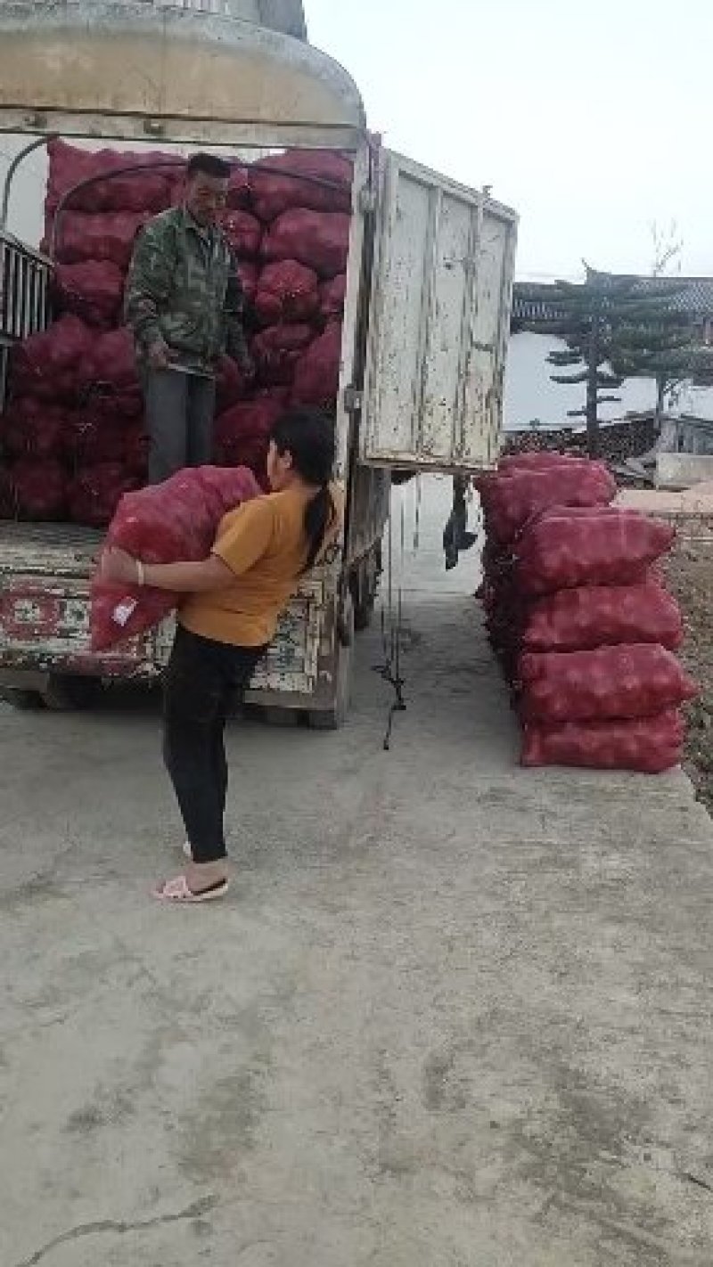 施甸承包土地种植特早熟红皮洋葱N2N3N6品种洋葱。